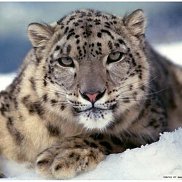 ������, 51 ���, ������