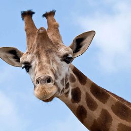 �����, ������, 22 ����