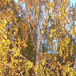 ������ �� ������������, ������, 32 ����