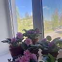 ���� ��������, �����, 68 ��� - ��������� 17 ��� 2025 � ������ ������ ��������