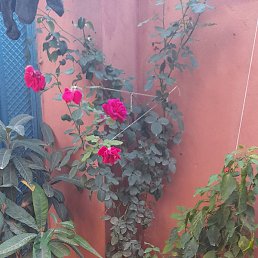 ����, ����, 37 ���