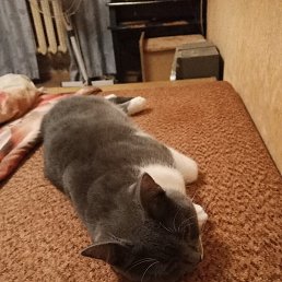 ������, ������, 39 ���