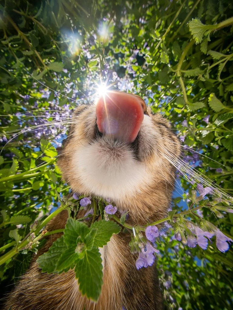 Котики такие: