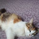 ���� �������, ������ ��������, 51 ��� - ��������� 29 ������� 2023 � ������ ���� ����������