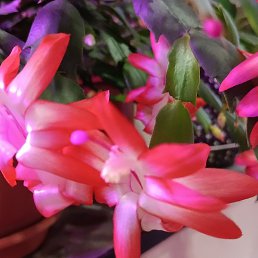 ���������, ���������, 70 ���