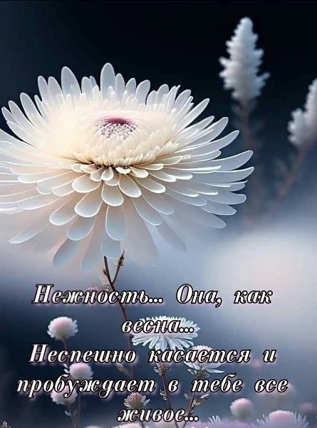 3 февраля - Международный день нежности."Мы - нежность, мы - нежность, Мы - вечная нежность ...