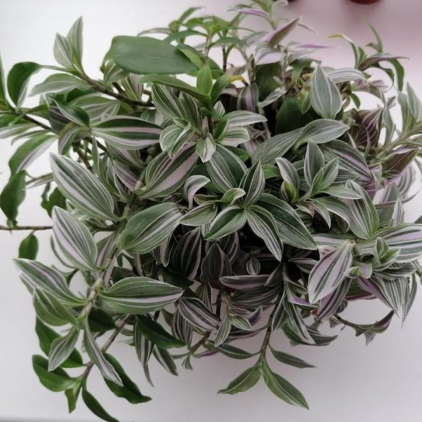  : 3     ,    . ... - 4