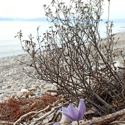 ���� ������, �����������, 38 ��� - ��������� 7 ������ 2026