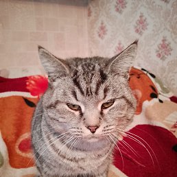 �������, ������, 43 ����