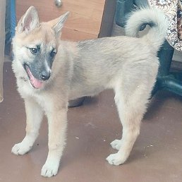 ����, ������������, 50 ���