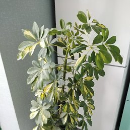 ���� Alekcandr, ������, 70 ��� - ��������� 5 ������� 2025