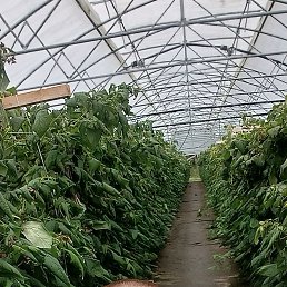 �������, 45 ���, �����-���������