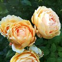 ���� ������ - (�� ��������), ����-����������� - ��������� 3 ����� 2026 � ������ ������������