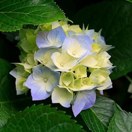 ����, ������, 37 ���