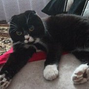 ������, 37 ���, ������