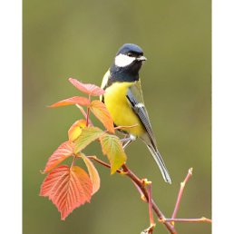 ���� Animals, ��������, 37 ��� - ��������� 24 ������ 2024