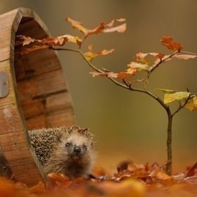 Осень - пора загадывать желания! Загадывайте, загадывайте, не стесняйтесь! Пусть добрая сотня из них ... - 5