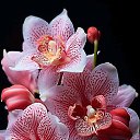 ���� Ayoub, ����, 52 ���� - ��������� 28 ������ 2025 � ������ ���� ����������