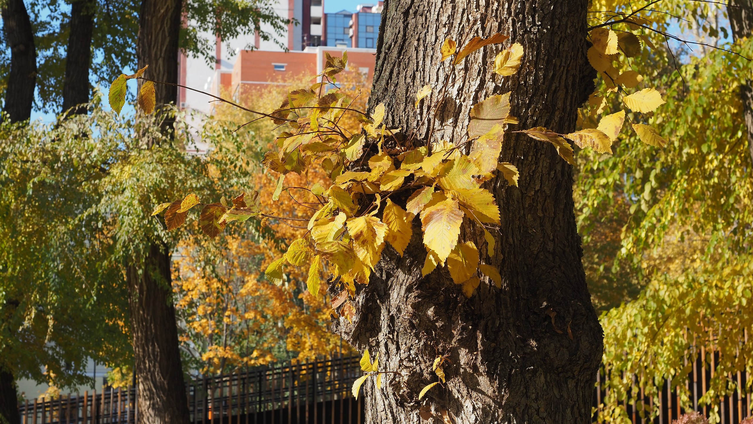    ,   .     ,   ... - 7