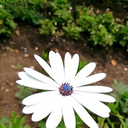 ������, ���