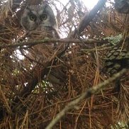 ������, 49 ���, ������