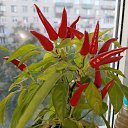  , -, 55  -  19  2025    