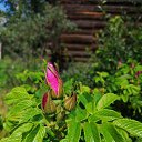 ���� �������, �������, 59 ��� - ��������� 7 ��� 2025 � ������ ���� ����������