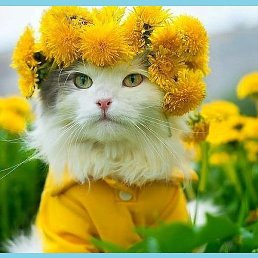 �����, �����-���������