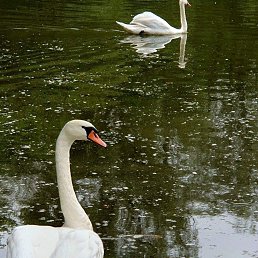 ���� ���������, ����, 36 ��� - ��������� 2 ������ 2026