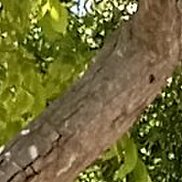 ����, 56 ���, ����