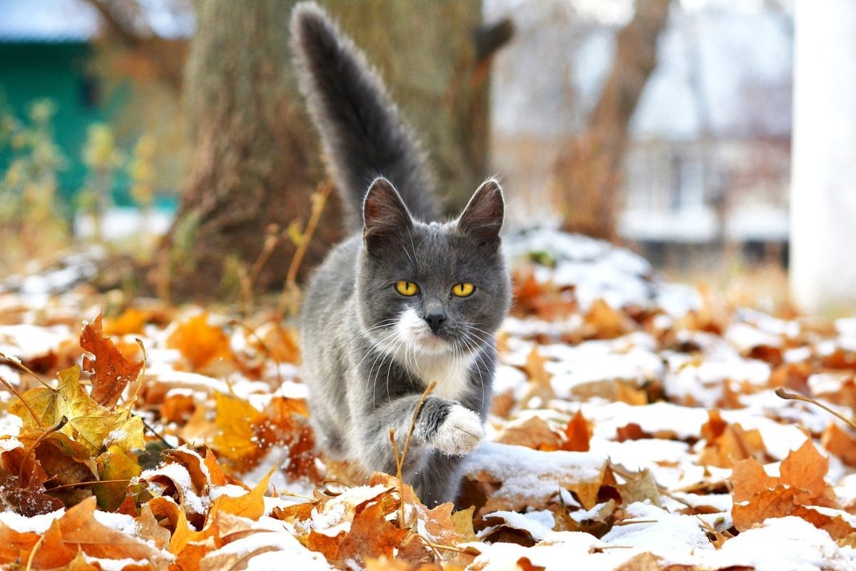     ,    ,     ,   . ...