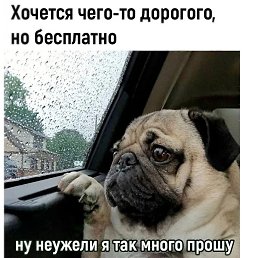 �����, �������, 54 ����