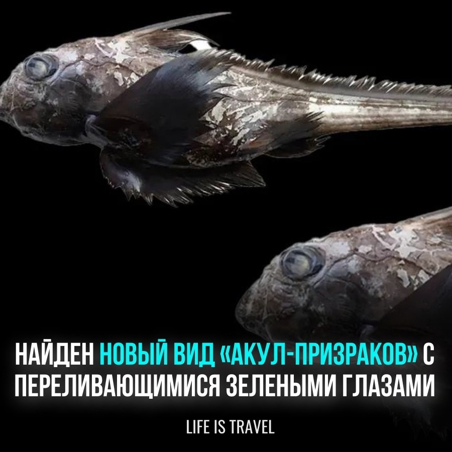 Такое только в кошмарах можно увидеть! По правилам, акулы-призраки не являются обычными акулами, ...