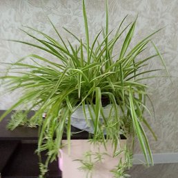 �������, ������-��-����, 44 ����