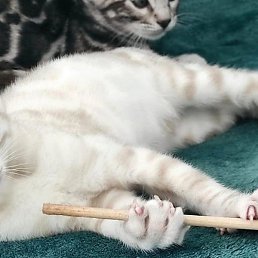 ������, ������, 43 ����