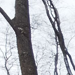 ������, ������, 37 ���