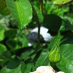 �����, ����, 44 ����