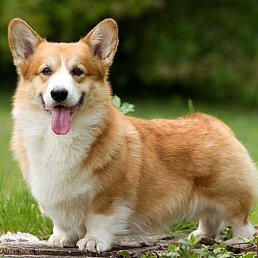 ���� �������, �����������, 36 ��� - ��������� 21 ��� 2025