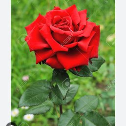 Fleur, �����������, 38 ���