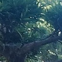 �������, ����, 46 ���