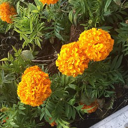 Ysan, ��������, 37 ���