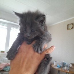 ��������, ������, 63 ����