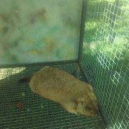 ����������, 40 ���, �����-���������