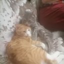 ���� ������, �����������, 57 ��� - ��������� 6 ������� 2026