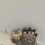 ����, 21 ���, ������