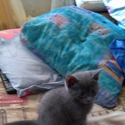 ������, ������, 55 ���