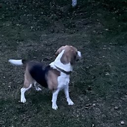 ����, �����, 38 ���