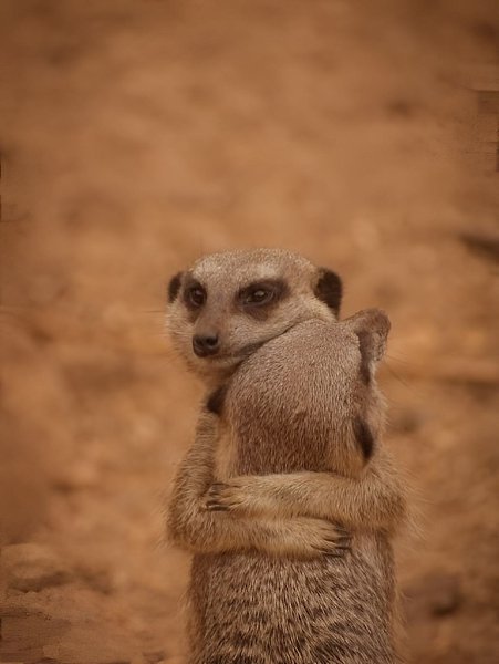    ,  ,      .  ... - 3