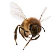 ������, 45 ���, ����������