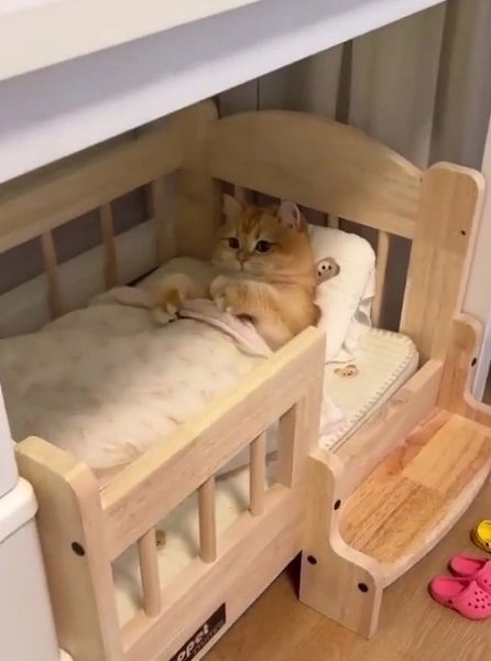 Да этот котяра живет получше, чем некоторые люди